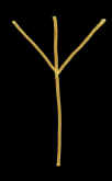 MannR-runen fra 16-futhorken i Alan Daugaards ovale amuletter